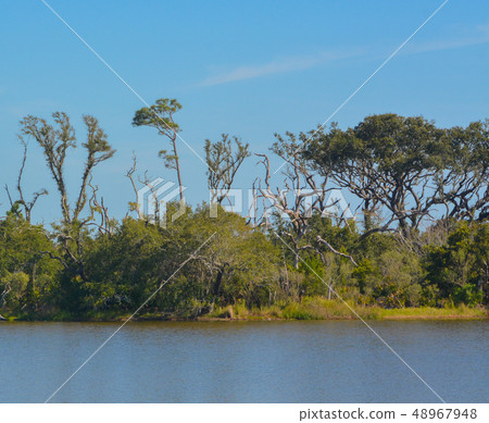 Sawpit Creek,Big Talbot State Park,Jacksonville,Fl 48967948