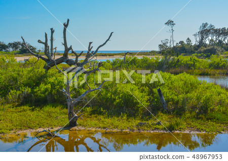 Sawpit Creek,Big Talbot State Park,Jacksonville,Fl Sawpit Creek,Big Talbot State Park,Jacksonville,Fl 48967953