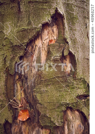 Tree Trunk Closeup 48968257