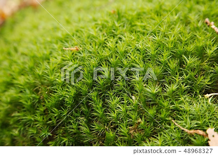 Moss layer closeup 48968327