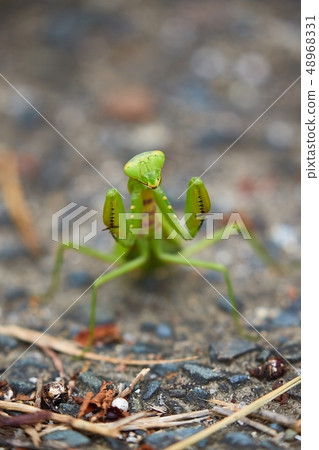 Japanese Giant Mantis 48968331