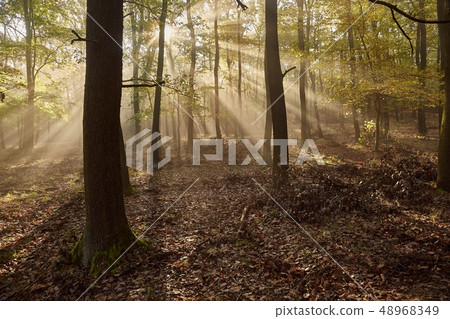 Forest with light rays Forest with light rays 48968349