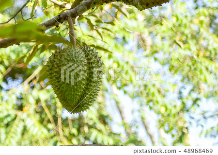 large spiked fruit durian green royal thai land large spiked fruit durian green royal thai land 48968469