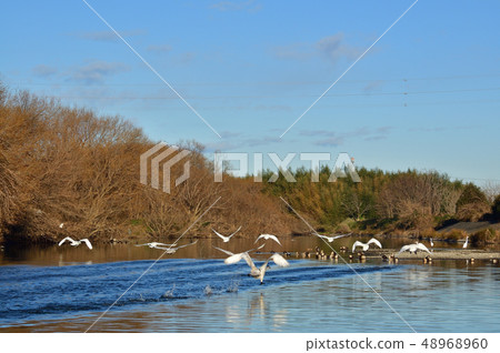 Swans fluttering Swans fluttering 48968960