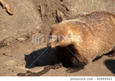Japanese Badger (Meles anakuma / Japanese badger) Japanese Badger (Meles anakuma / Japanese badger) 48969481
