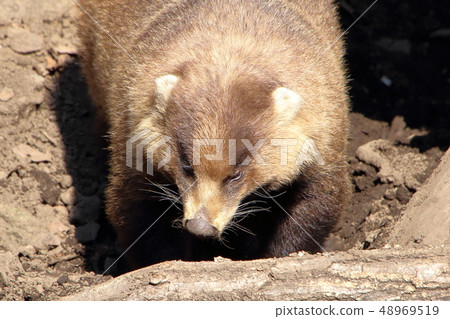 [Trade price] Japanese Badger (Meles anakuma / Japanese badger) 48969519