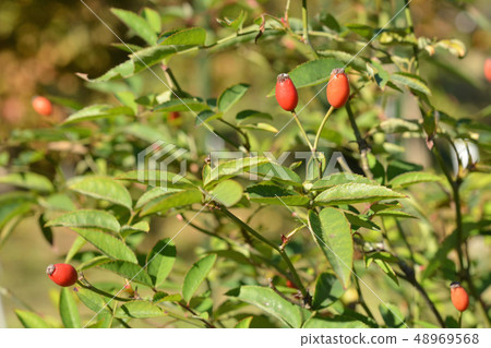 Tree: Sakura rose family Tree: Sakura rose family 48969568