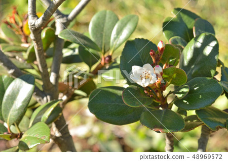 樹：Sharingbird家族 48969572