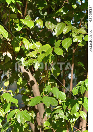 Tree: Tendaiyukaku Camuidae 48969584