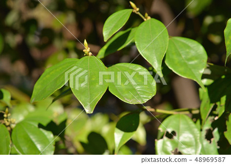 Tree: Tendaiyukaku Camuidae Tree: Tendaiyukaku Camuidae 48969587