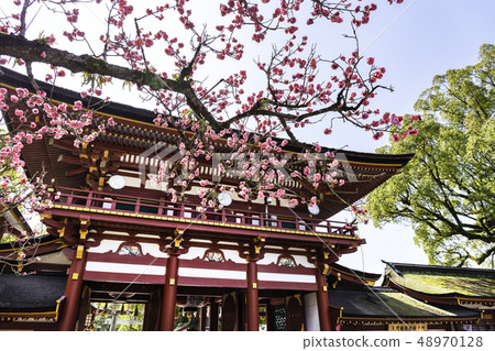 Dazaifu Tenmangu Shrine Beautiful plum blossoms and tower gate 48970128