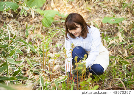 A woman who takes wild vegetables A woman who takes wild vegetables 48970297