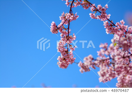 日文圖片“Kozu Sakura” 48970487