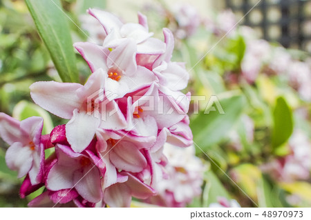 Fragrant squirting flower Fragrant squirting flower 48970973