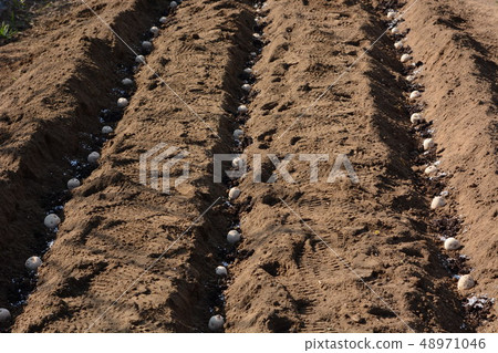 Planting potatoes and kitchen garden Planting potatoes and kitchen garden 48971046