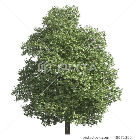 Tree 3d illustration isolated on the white background Tree 3d illustration isolated on the white background 48971393