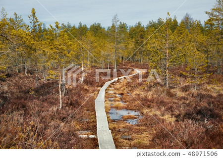 Swamps in Finland 48971506