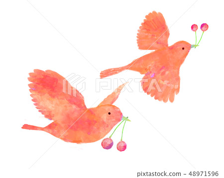 Bird and berries cherry watercolor hand-drawn style red bird 48971596