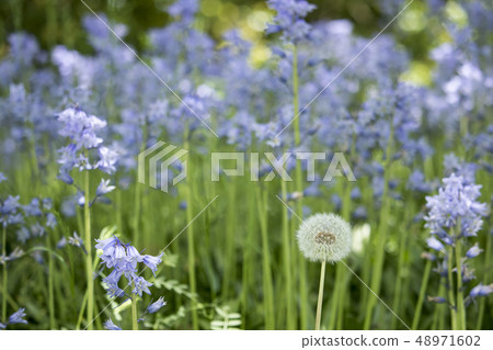 初夏的草和錫蘭和蒲公英種子球 48971602