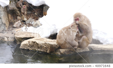 Jigokudani Monkey Park Monkey 48971648