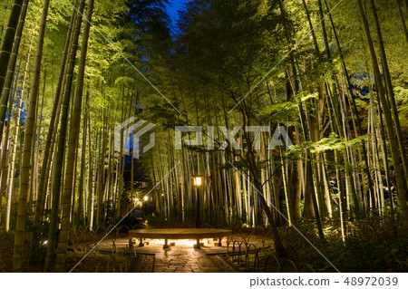 修善寺竹林小直徑夜景 修善寺竹林小直徑夜景 48972039