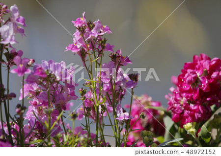 Himeodoricosoum 48972152