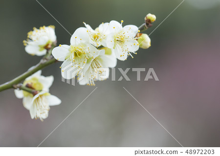 白花花 48972203