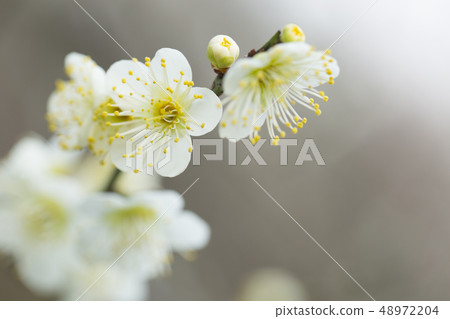 白花花 白花花 48972204