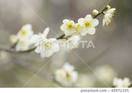 白花花 白花花 48972205
