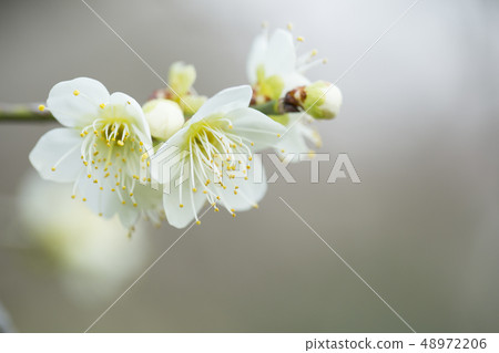 白花花 白花花 48972206