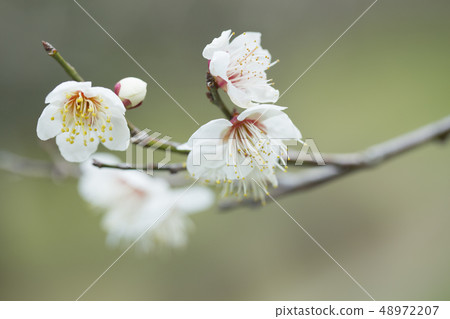白花花 白花花 48972207