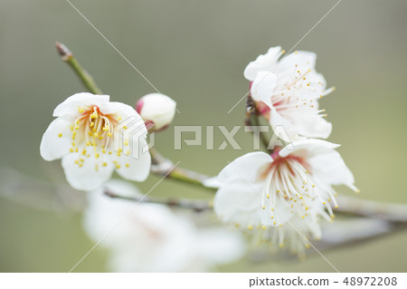 白花花 白花花 48972208