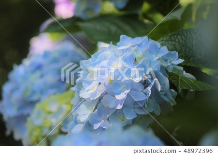 繡球 繡球 48972396