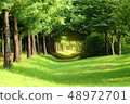 Beautiful and fantastic green forest road, beautiful landscape surrounded by trees 48972701