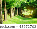Beautiful and fantastic green forest road, beautiful landscape surrounded by trees 48972702