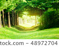 Beautiful and fantastic green forest road, beautiful landscape surrounded by trees 48972704