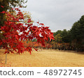 Autumn landscape maple leaf 48972745