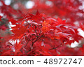 Autumn maple leaf 48972747