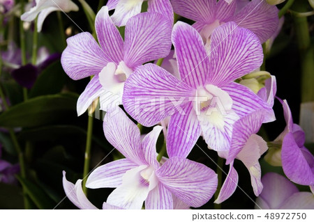 Orchid flower in the garden Orchid flower in the garden 48972750