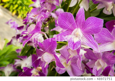 Orchid flower in the garden  48972751