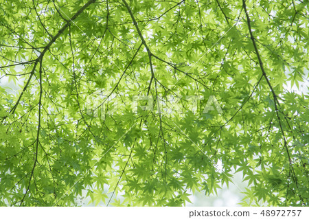 新鮮的綠色葉子,由後照的葉子,鮮綠色的風景 新鮮的綠色葉子,由後照的葉子,鮮綠色的風景 48972757