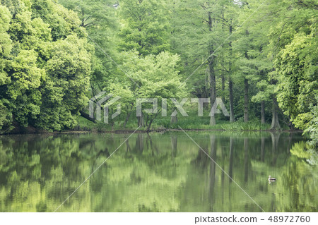 A landscape of healing landscape surrounded by fresh green pond and quiet greenery A landscape of healing landscape surrounded by fresh green pond and quiet greenery 48972760