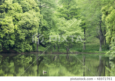 Fresh green pond-2-A space landscape of healing surrounded by calm and fresh green Fresh green pond-2-A space landscape of healing surrounded by calm and fresh green 48972761