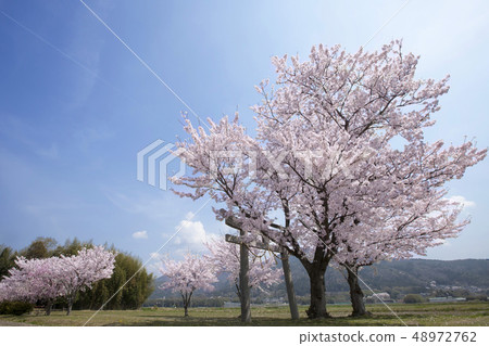 Torii and cherry blossoms -2 · Cherry blossoms at the shrine in Kameoka Torii and cherry blossoms -2 · Cherry blossoms at the shrine in Kameoka 48972762