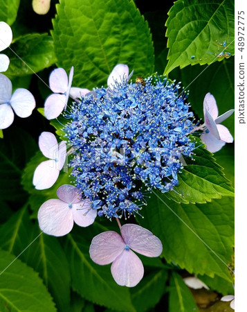 花 花 48972775