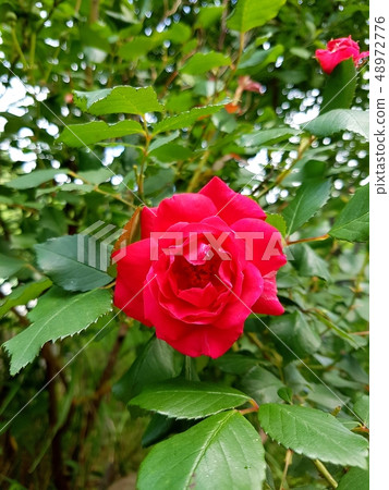 玫瑰花 玫瑰花 48972776