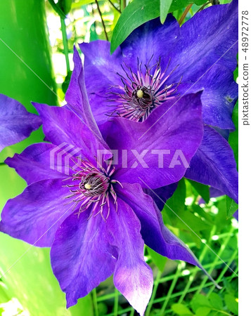 花 48972778