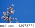  Cherry blossoms and blue sky 48972779