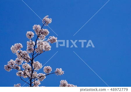  Cherry blossoms and blue sky 48972779
