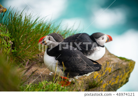 Wild Atlantic puffin seabird in the auk family. 48974121